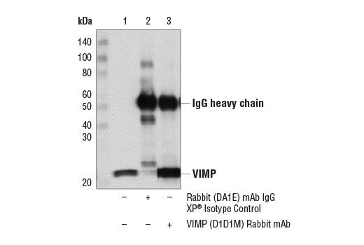 Immunoprecipitation Image 1: VIMP (D1D1M) Rabbit Monoclonal Antibody