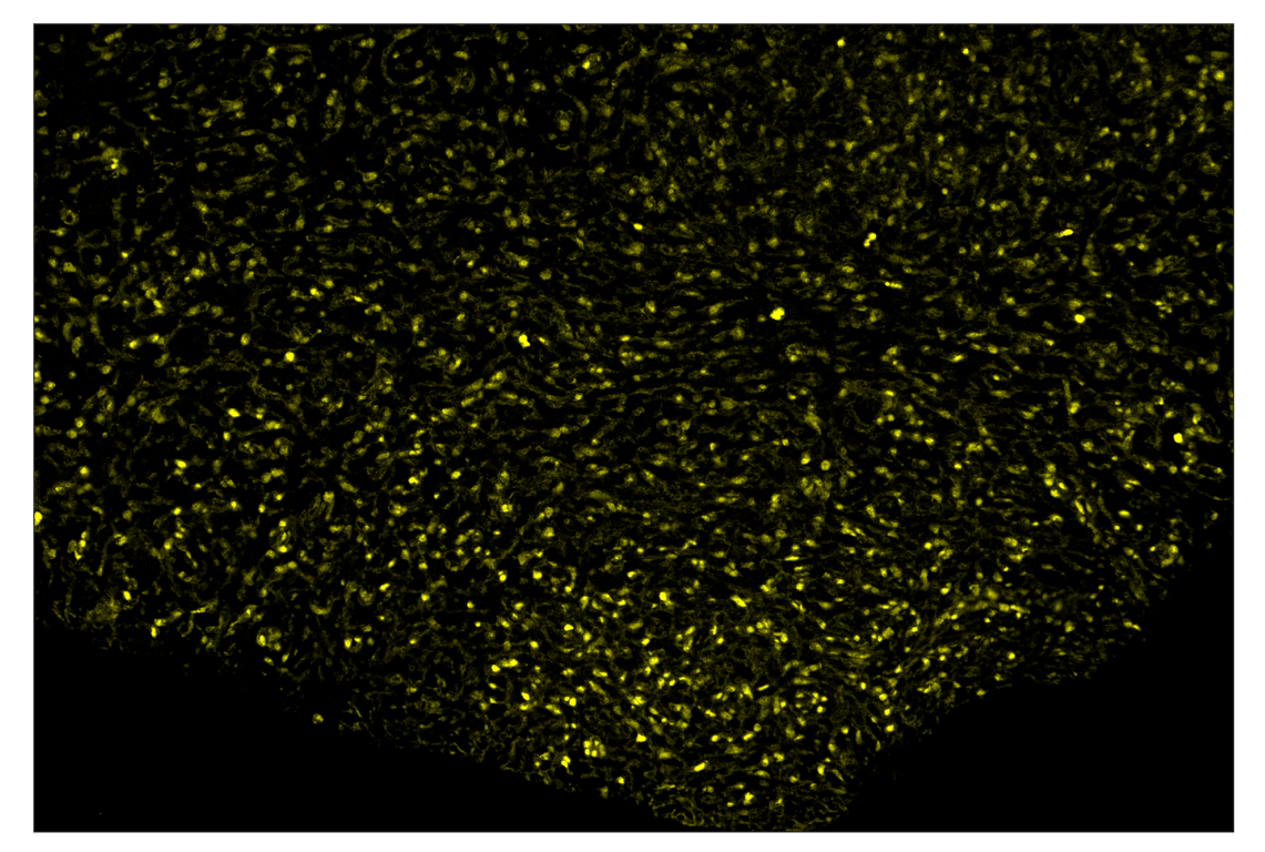 Immunohistochemistry Image 3: PCNA (D3H8P) & CO-0090-647 SignalStar<sup>™</sup> Oligo-Antibody Pair