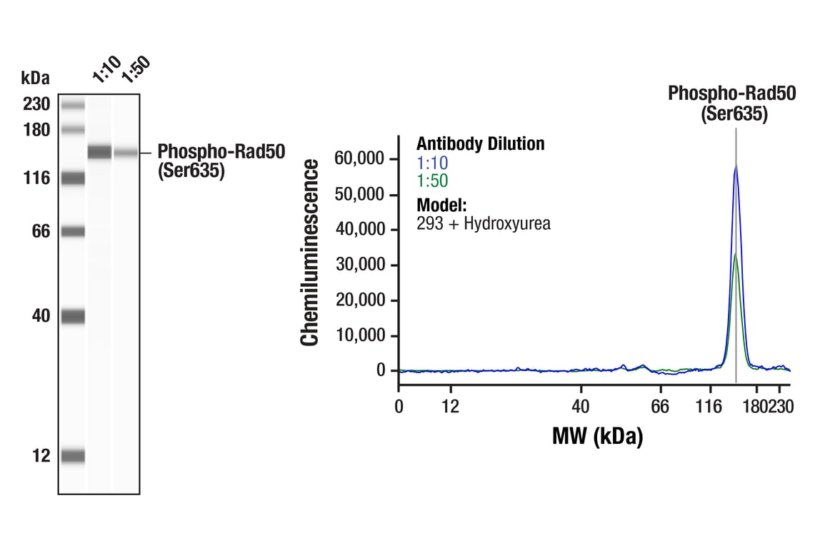 Western Blotting Image 1: Phospho-Rad50 (Ser635) Antibody
