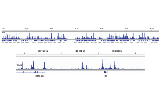 undefined Image 26: SMAD2/3 Antibody Sampler Kit