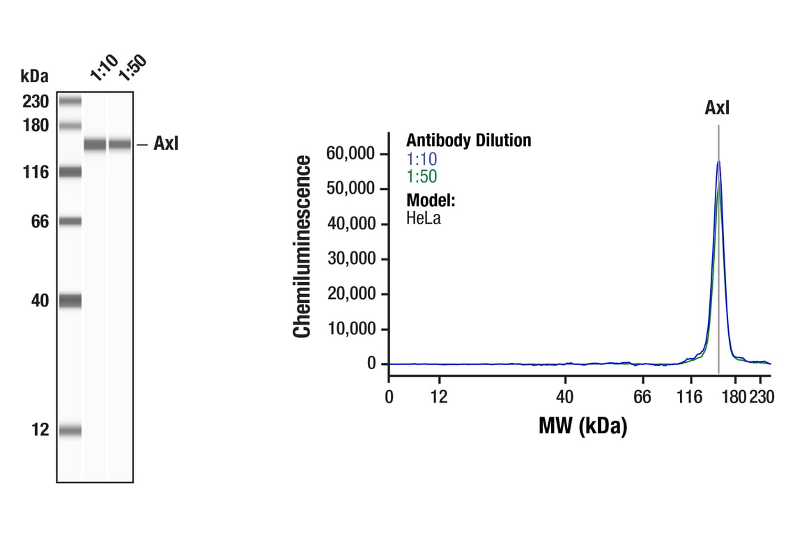 Western Blotting Image 1: Axl (E3Z2H) Rabbit Monoclonal Antibody