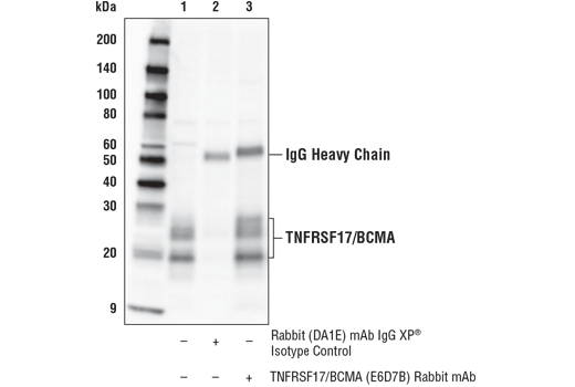 Immunoprecipitation Image 1: TNFRSF17/BCMA (E6D7B) Rabbit Monoclonal Antibody