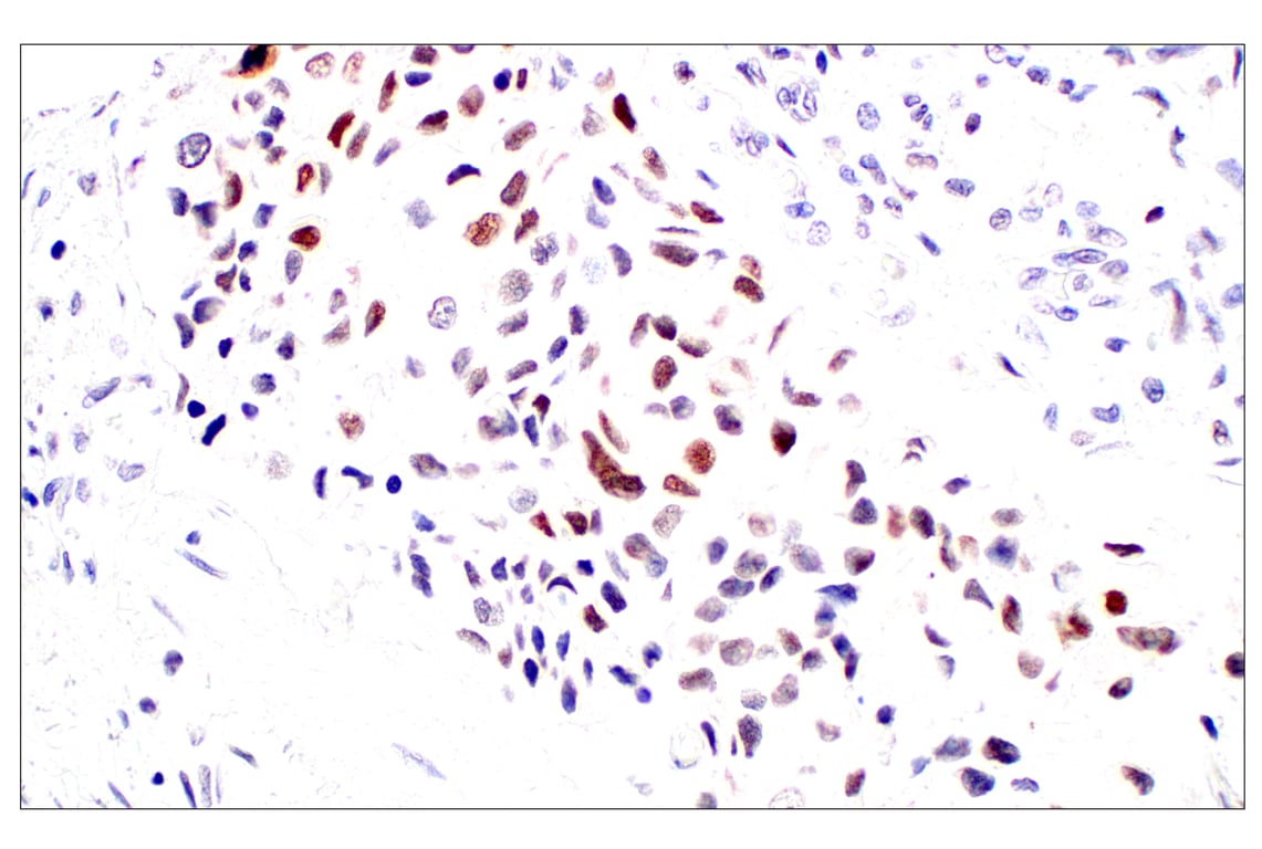 Immunohistochemistry Image 3: POM121 (E3W3J) Rabbit Monoclonal Antibody