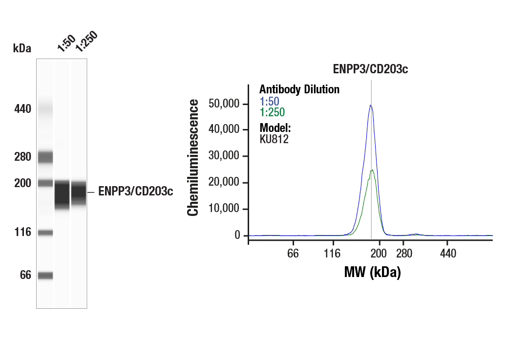 Western Blotting Image 1: ENPP3/CD203c (E5M2W) Rabbit Monoclonal Antibody