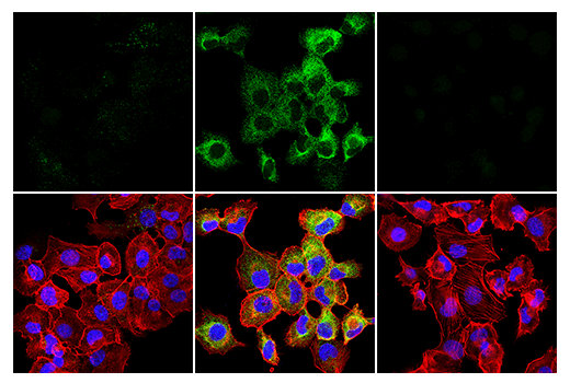 Immunofluorescence Image 1: Phospho-RIP (Ser166) (D8I3A) Rabbit Monoclonal Antibody (BSA and Azide Free)