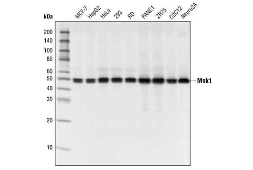 Western Blotting Image 1: Mnk1 (C4C1) Rabbit mAb