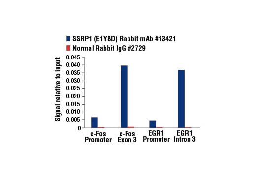 Chromatin Immunoprecipitation Image 1: SSRP1 (E1Y8D) Rabbit Monoclonal Antibody