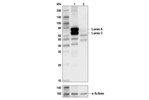 Western Blotting Image 2: Lamin A/C (4C11) Mouse Monoclonal Antibody