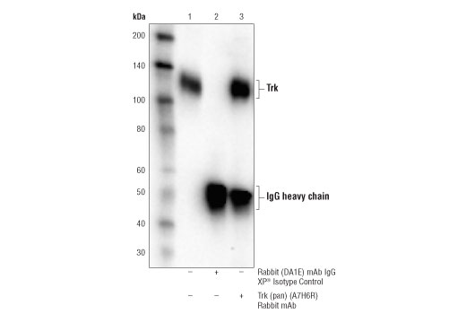 Immunoprecipitation Image 1: Trk (pan) (A7H6R) Rabbit Monoclonal Antibody