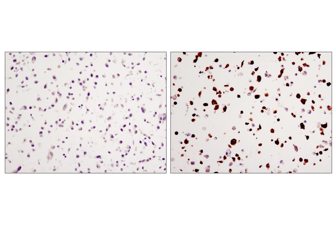 Immunohistochemistry Image 1: Myc-Tag (9B11) Mouse Monoclonal Antibody