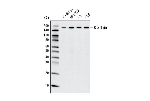 undefined Image 6: PICALM Signaling Antibody Sampler Kit