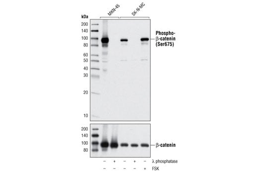 Western Blotting Image 2: Phospho-beta-Catenin (Ser675) (D2F1) Rabbit Monoclonal Antibody (BSA and Azide Free)