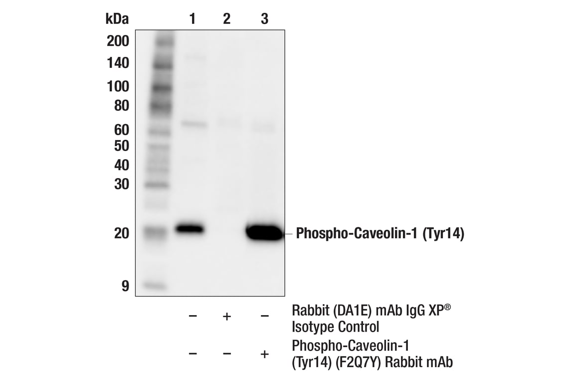 Immunoprecipitation Image 1: Phospho-Caveolin-1 (Tyr14) (F2Q7Y) Rabbit Monoclonal Antibody