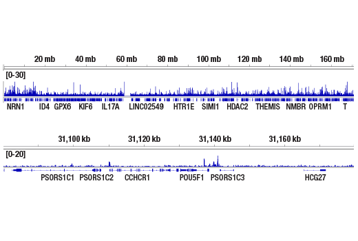 Chromatin Immunoprecipitation Image 2: Oct-4A (C52G3) Rabbit Monoclonal Antibody