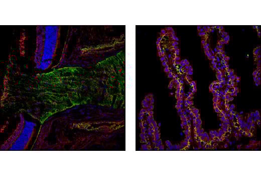 コロリン Gap junction protein Connexin-43 is a direct transcriptional