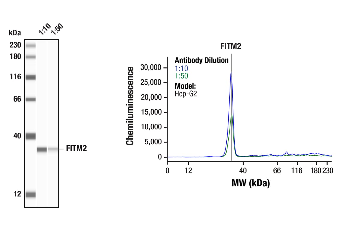 Western Blotting Image 1: FITM2 (E5O8W) Rabbit Monoclonal Antibody