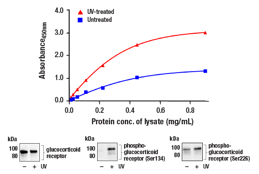 ELISA Image 1: FastScan<sup>™</sup> Phospho-Glucocorticoid Receptor (Ser226) ELISA Kit