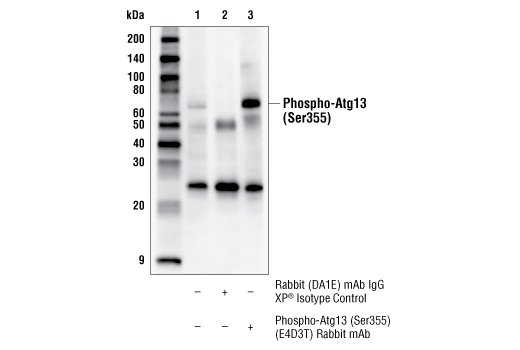 Immunoprecipitation Image 1: Phospho-Atg13 (Ser355) (E4D3T) Rabbit Monoclonal Antibody