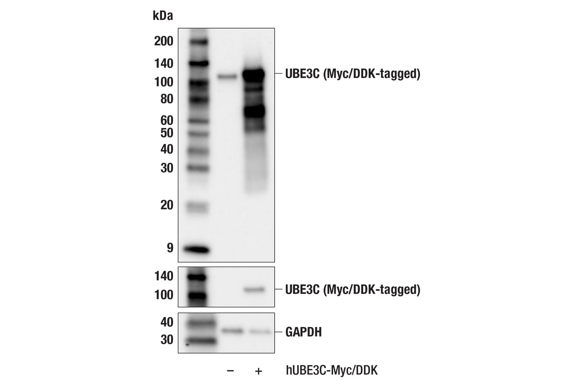Western Blotting Image 2: UBE3C (F2S2J) Rabbit Monoclonal Antibody