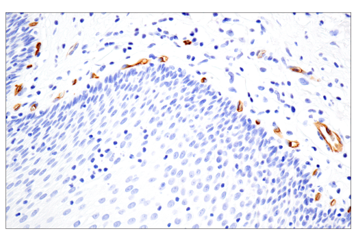 Immunohistochemistry Image 11: PODXL (E8O1S) Rabbit Monoclonal Antibody (BSA and Azide Free)
