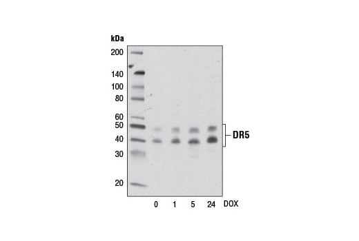 Western Blotting Image 2: DR5 (D4E9) Rabbit Monoclonal Antibody