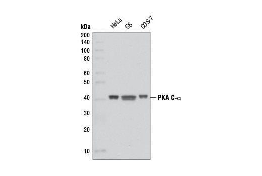 Western Blotting Image 2: PKA C-alpha (D38C6) Rabbit Monoclonal Antibody