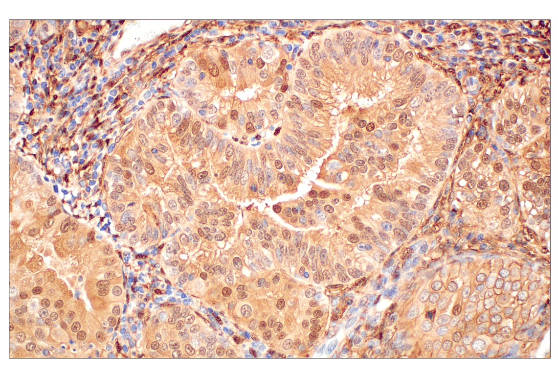 Immunohistochemistry Image 1: Annexin V (E3W8V) Rabbit Monoclonal Antibody