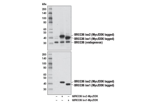 Western Blotting Image 2: BRCC36 (D5E5H) Rabbit Monoclonal Antibody