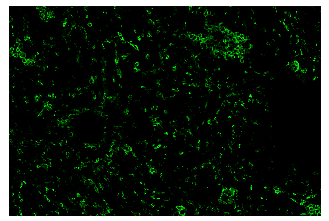 Immunohistochemistry Image 2: CD11b/ITGAM (D6X1N) & CO-0037-488 SignalStar<sup>™</sup> Oligo-Antibody Pair