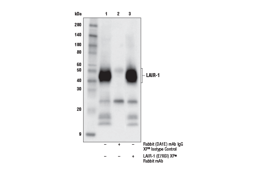 Immunoprecipitation Image 1: LAIR-1 (E7X6I) Rabbit Monoclonal Antibody
