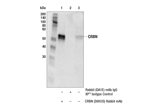 undefined Image 16: CRL4/CRBN Targeted Protein Degradation Complex Antibody Sampler Kit