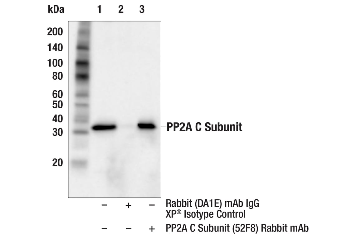 Immunoprecipitation Image 1: PP2A C Subunit (52F8) Rabbit Monoclonal Antibody