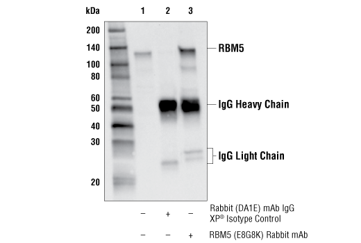 Immunoprecipitation Image 1: RBM5 (E8G8K) Rabbit Monoclonal Antibody