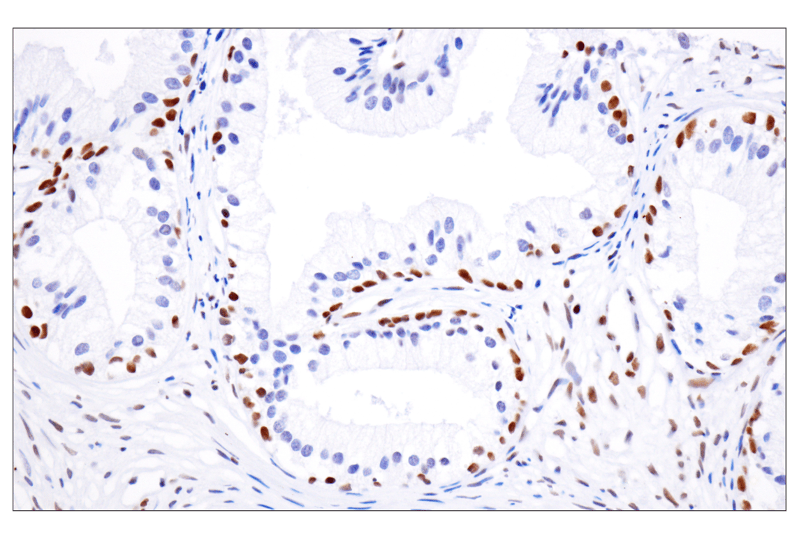 Immunohistochemistry Image 4: Acetyl-Histone H4 (Lys16) (E2B8W) Rabbit Monoclonal Antibody (BSA and Azide Free)