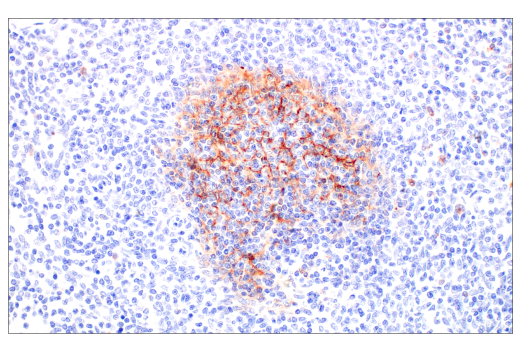 Immunohistochemistry Image 4: CD14 (D7A2T) Rabbit Monoclonal Antibody (BSA and Azide Free)