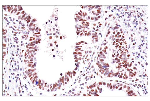 Immunohistochemistry Image 4: USP39 (E8U2M) Rabbit Monoclonal Antibody
