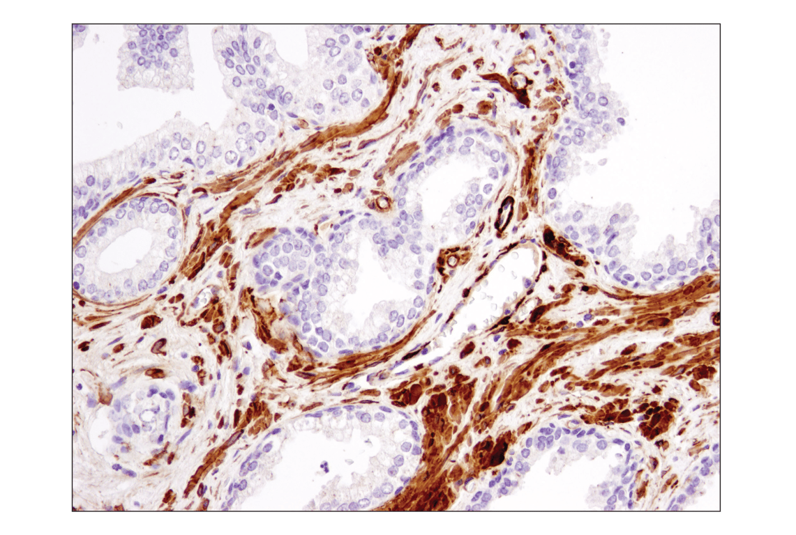 Immunohistochemistry Image 1: alpha-Smooth Muscle Actin (1A4) Mouse Monoclonal Antibody (BSA and Azide Free)