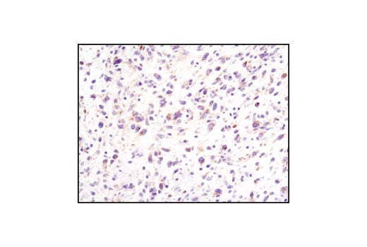 Immunohistochemistry Image 1: eIF4G (C45A4) Rabbit Monoclonal Antibody (BSA and Azide Free)