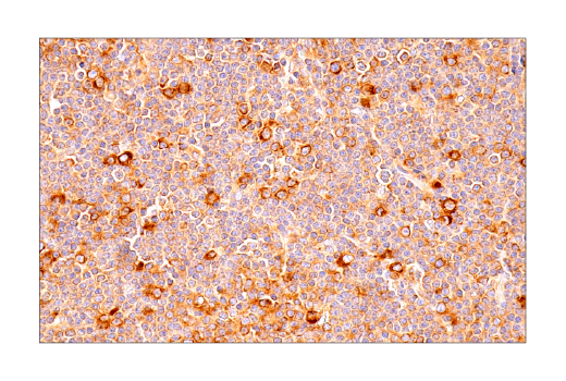 Immunohistochemistry Image 5: UBAP2L (E5X4E) Rabbit Monoclonal Antibody