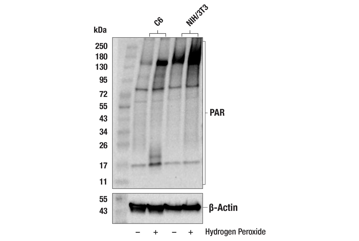 Western Blotting Image 2: Poly/Mono-ADP Ribose (D9P7Z) Rabbit Monoclonal Antibody