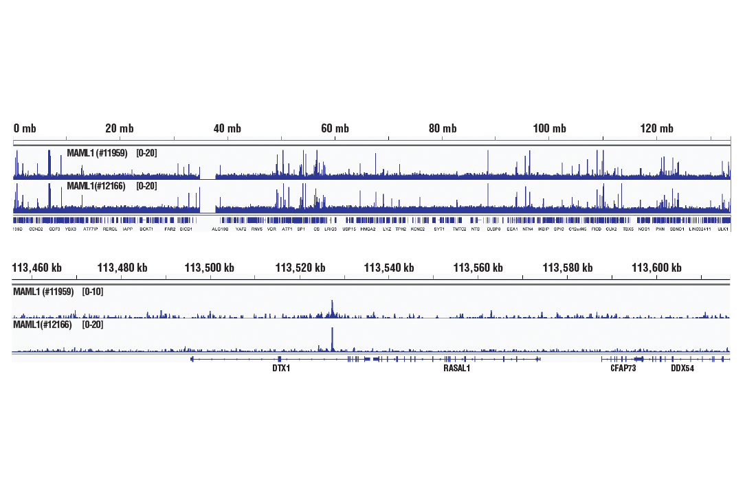 Chromatin Immunoprecipitation Image 2: MAML1 (D3E9) Rabbit Monoclonal Antibody