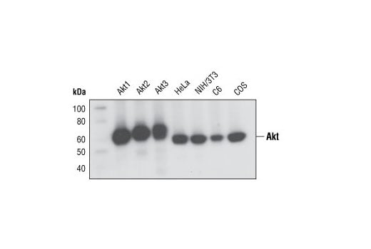 undefined Image 2: PhosphoPlus<sup>®</sup> Akt (Thr308) Antibody Duet