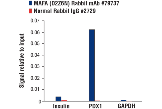 Chromatin Immunoprecipitation Image 1: MAFA (D2Z6N) Rabbit Monoclonal Antibody