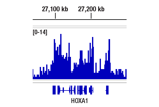 Chromatin Immunoprecipitation Image 1: PHC1 (1F3F3) Mouse Monoclonal Antibody