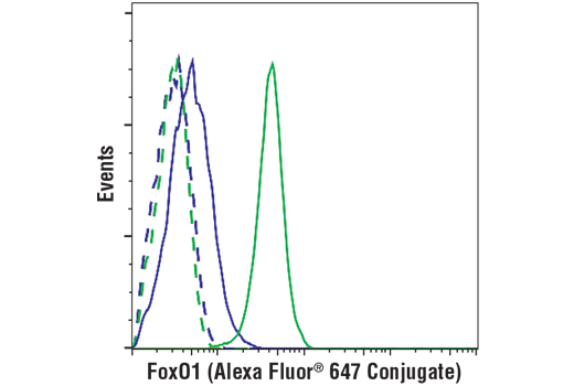 Flow Cytometry Image 1: FoxO1 (C29H4) Rabbit mAb (Alexa Fluor<sup>®</sup> 647 Conjugate)