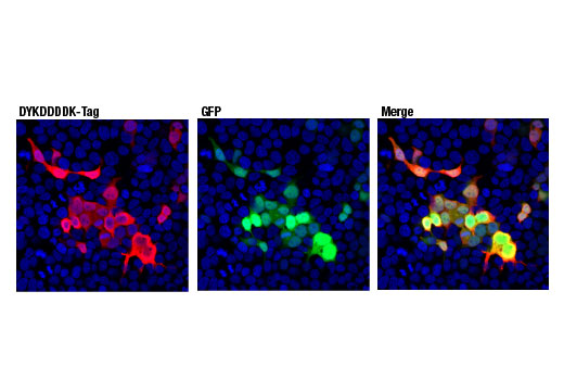 Immunofluorescence Image 1: DYKDDDDK Tag (D6W5B) Rabbit Monoclonal Antibody (Binds to same epitope as Sigma-Aldrich Anti-FLAG M2 antibody) (BSA and Azide Free)