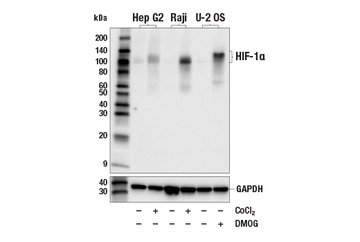 Western Blotting Image 1: HIF-1α (E1V6A) Rabbit mAb (BSA and Azide Free)