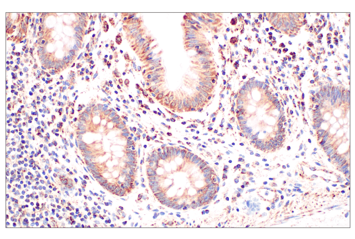 Immunohistochemistry Image 6: GOT2 (F4P3R) Rabbit Monoclonal Antibody (BSA and Azide Free)