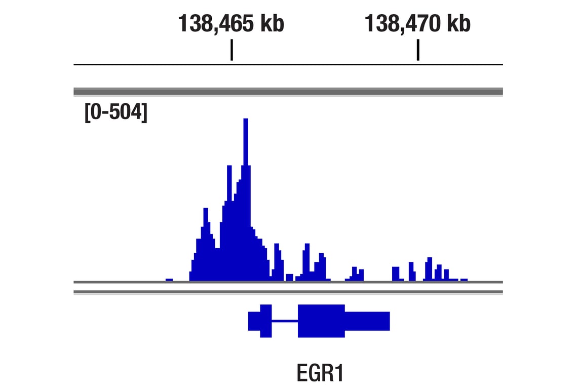 CUT & Tag Image 1: CBP (D9B6) Rabbit Monoclonal Antibody