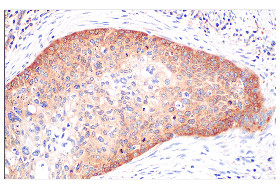 Immunohistochemistry Image 1: WNK1 (F1O3U) Rabbit Monoclonal Antibody
